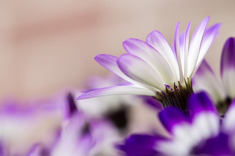 Purple ice flower field by Vinanda Voncken