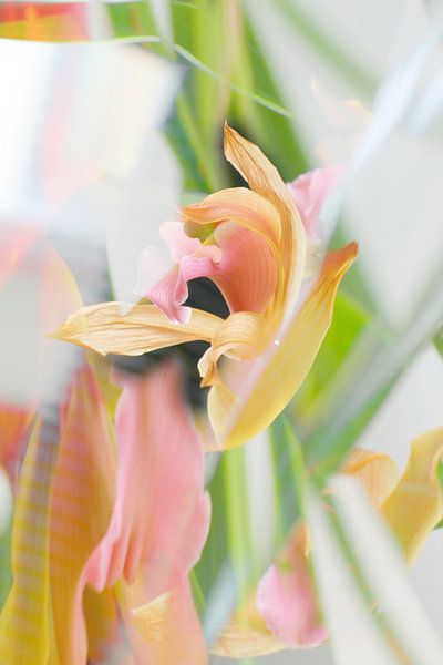 Orchidee van Marianna Pobedimova