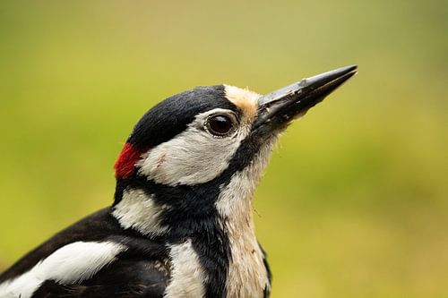 Great Spotted Woodpecker by FatCat Photography