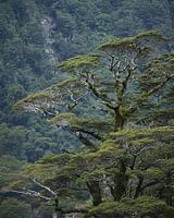 Puzzle Tree