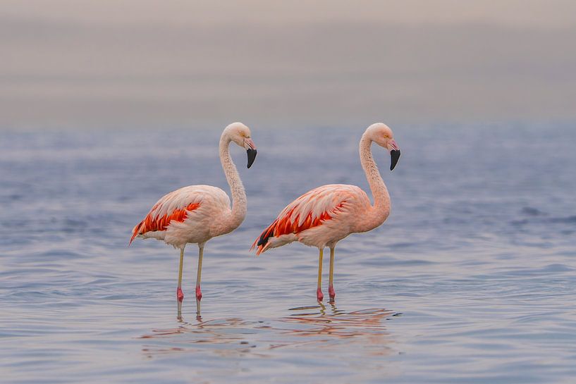 Flamingo duo in rustige wateren van FlashFwd Media