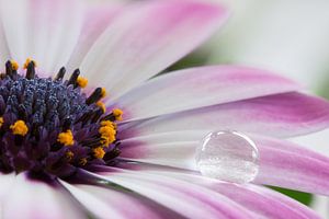 Spaanse margriet met waterdruppel