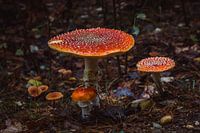 Mushrooms family