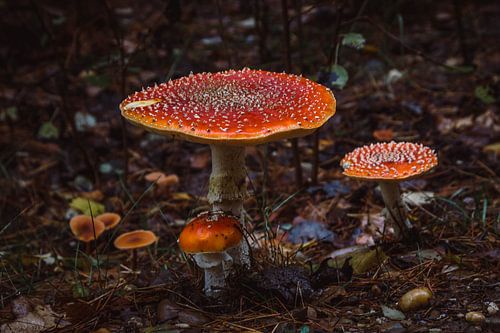 Famille des champignons