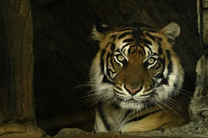 Ein Sumatra-Tiger in einem Wildpark