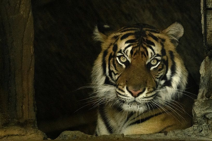Ein Sumatra-Tiger in einem Wildpark von Anges van der Logt