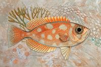 Oranje 'Big Eyed' Vis | mixed media