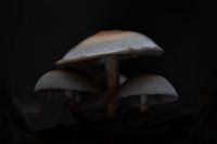 Mushrooms in the Raspaille forest