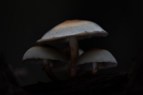 Paddestoelen in het Raspaillebos