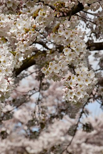 Japanse kersenbloesem/ Sakura