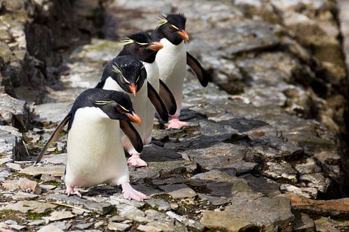 ShowTime! by Claudia van Zanten