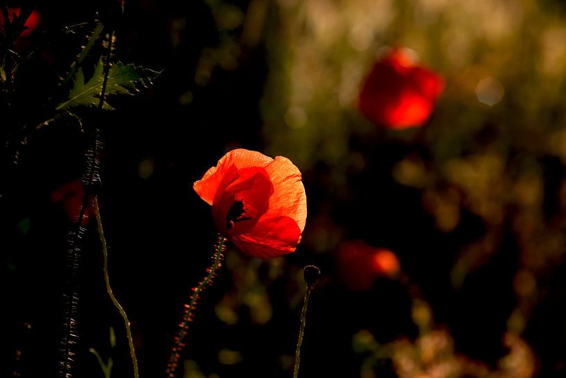Poppies by Thomas Jäger
