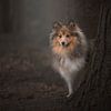 In het bos / Shetland sheepdog behind a tree in a dark fairytale forest van Elles Rijsdijk