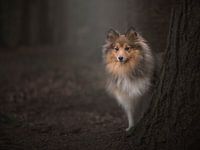 In the woods / Shetland sheepdog behind a tree in a dark fairytale forest