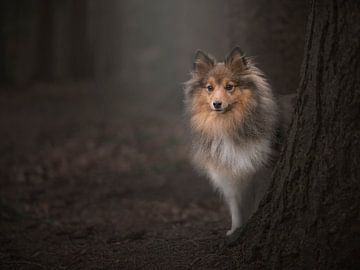 In het bos / Shetland sheepdog behind a tree in a dark fairytale forest