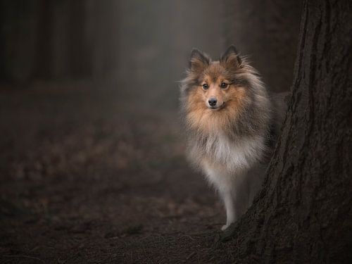 Im Wald / Shetland-Schäferhund hinter einem Baum in einem dunklen Märchenwald