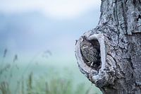 Wat een schutkleur heeft deze steenuil, hij valt weg in deze boom