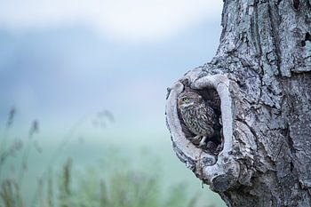 Was für eine Tarnung hat diese kleine Eule, sie verschwindet in diesem Baum