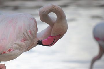 Flamingo van Roger Hagelstein