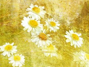 Gräser und Margeriten in Gelb - Grassen en madeliefjes in geel