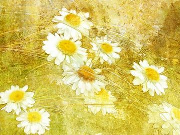 Gräser und Margeriten in Gelb - Grassen en madeliefjes in geel von Claudia Gründler