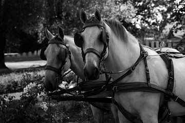 twee witte paarden met een koets in zwart wit van Youri Mahieu