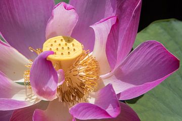 Lotusbloem in de Mekong Delta (Vietnam) - 2 van Heidi Bol