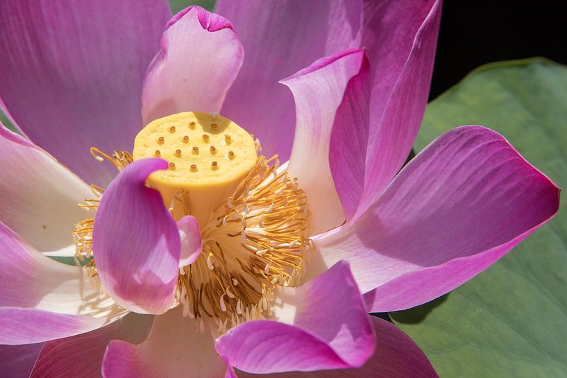 Fleur de lotus dans le delta du Mékong (Vietnam) - 2 par Heidi Bol