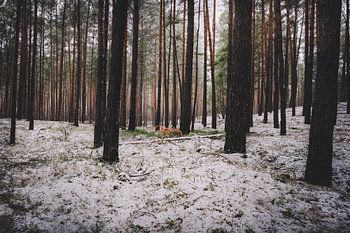 Schnee im Nadelwald