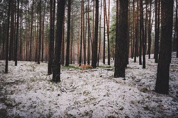 Sneeuw in het naaldbos van Skyze Photography by André Stein