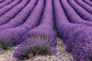 Lavendelblüte in der Provence