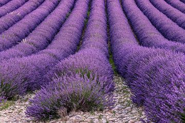 La fleur de lavande en Provence sur Achim Thomae