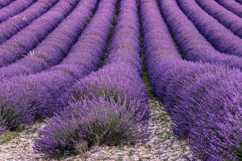 La fleur de lavande en Provence par Achim Thomae