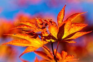 Japanese maple by Rob Boon