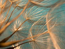 From inside the "golden" fluff ball by Marjolijn van den Berg