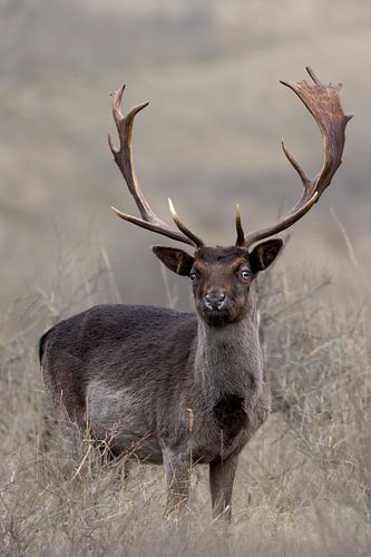 Damhirsch in den Dünen der Amsterdamer Wasserversorgung