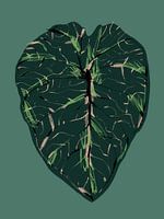 Alocasia Melo Foncé
