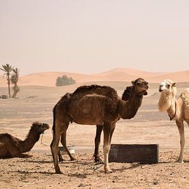 Dromedarissen in de woestijn in Erg Chebbi, Marokko van Lars Bruin