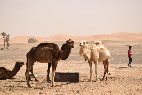 Dromedare in der Wüste in Erg Chebbi, Marokko