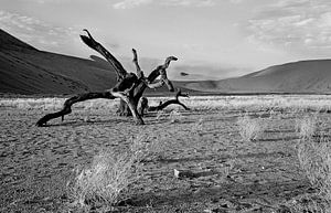 bois mort dans le désert du Namib (Sosusvlei) Namibie sur Jan van Reij