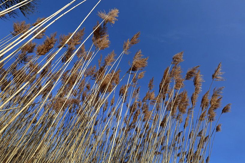 Reed frond by Norman Krauß