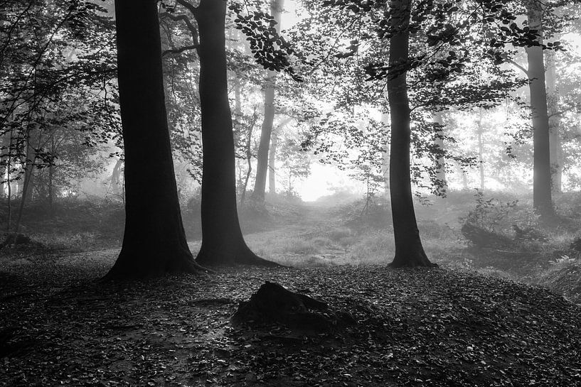 Blinding Fog Silhouettes van William Mevissen