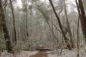 Schnee im Wald