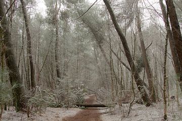 Sneeuw in het bos van Sabina Meerman
