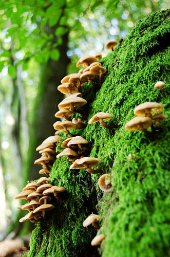 Champignons forestiers sur mousse