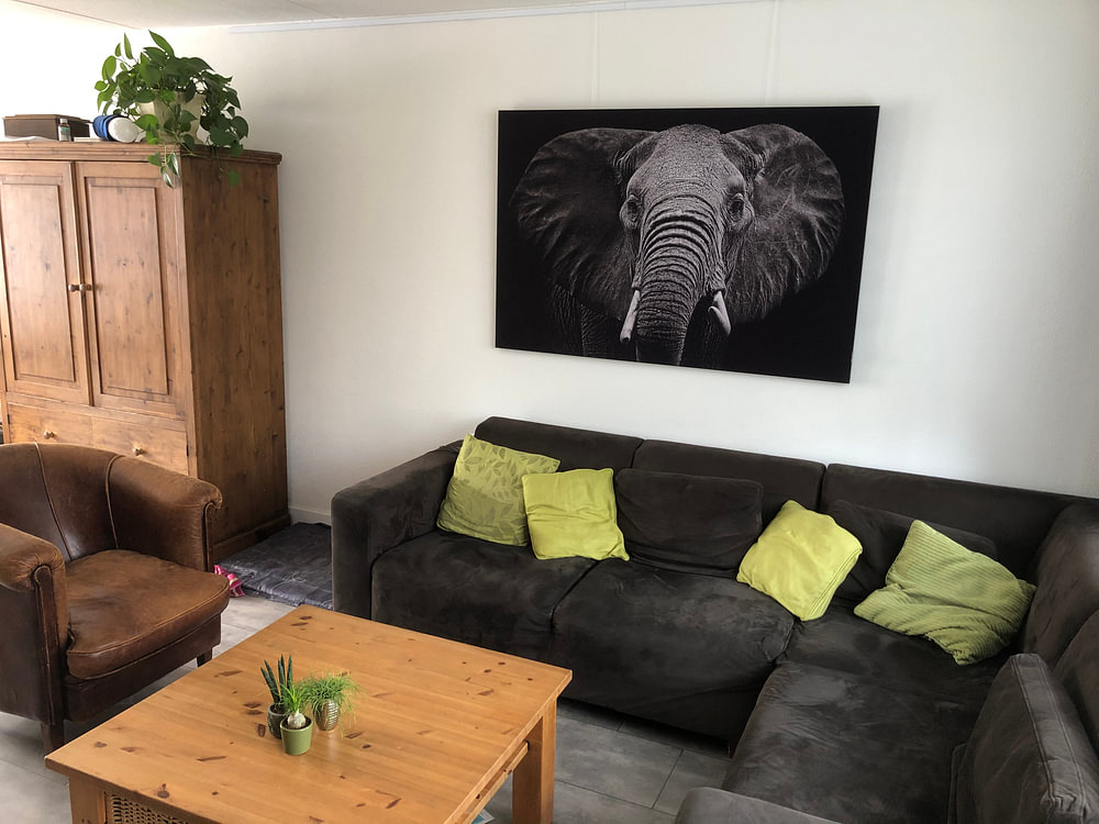 Elephant