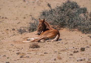 Veulen van een wild paard in Garub in Namibië, Afrika van Patrick Groß