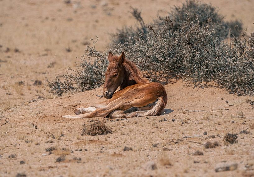 Wildpferdfohlen in Garub in Namibia, Afrika von Patrick Groß