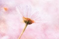 Pink times by Renate Knapp thumbnail