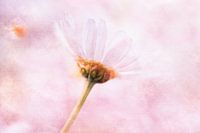 Roze tijden